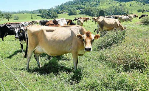 Dairy cattle enjoying the lush kikuyu pastures at Bangalara Dairies at Crossmaglen. BRUCE THOMAS Dairy cattle enjoying the lush kikuyu pastures at Bangalara Dairies at Crossmaglen. BRUCE THOMAS